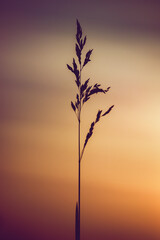 A single blade of grass stands tall against a soft, blurred sunset sky. Its silhouette creates a striking contrast with the warm gradient of orange and purple hues. A serene, minimalist nature scene