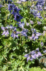 Delphinium, Delphinium puniceum