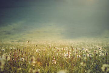 A vast meadow filled with dandelions bathed in soft morning sunlight. The golden hues and dewdrops create a serene, dreamlike atmosphere, capturing the beauty of nature at dawn