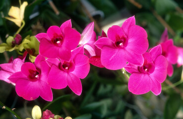 orchid&eacute;e, dentrobium, variete 'Tonkai Gold'