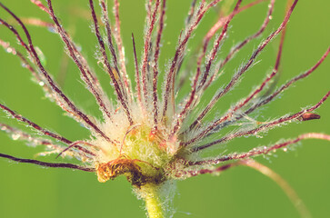A flower head covered in morning dew drops glistens in the soft light. The fine hair-like strands create a mesmerizing pattern against a blurred green background, highlighting nature’s fragile beauty.