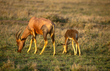 Damalisque, Damaliscus korrigum, Kenya,. Afrique