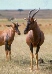Damalisque, Damaliscus korrigum, Kenya,. Afrique