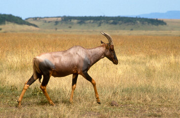 Damalisque, Damaliscus korrigum, Kenya,. Afrique