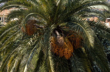 Phoenix dactylifera,.Dattier, Palmier dattier