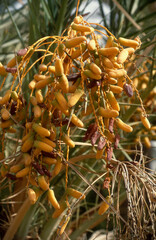 Phoenix dactylifera,.Dattier, Palmier dattier