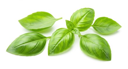 Fresh Basil Leaves Isolated on White Background