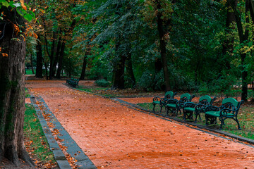 dramatic autumn park landscaped nature October atmospheric dusk environment space with falling...