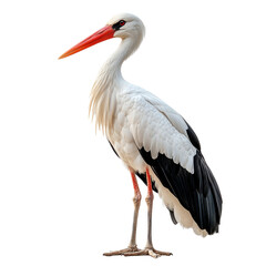 Fototapeta premium a stork isolated on a transparent background