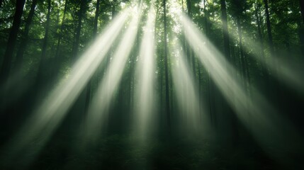 Sun rays filter through the dense canopy of a verdant forest, illuminating the earth below and creating a magical atmosphere filled with nature's serenity and peace.