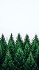 Obraz premium Lush Evergreen Coniferous Forest Tranquil Landscape Nature Photography Serene Environment Panoramic View Natural Beauty