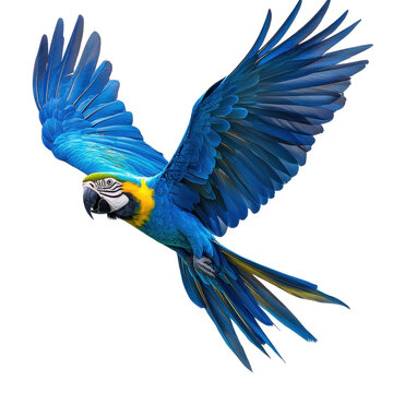 Blue macaw flying in nature isolated on transparent background.
