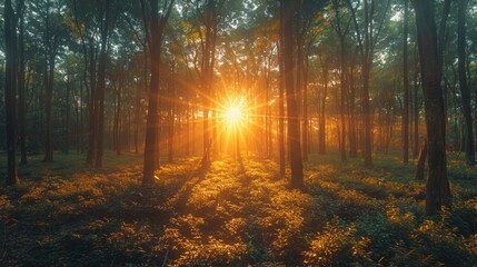 Naklejka premium Thailand is one of the world largest producers of natural rubber, primarily derived from rubber trees.