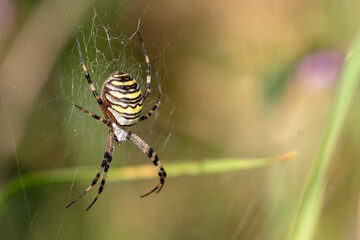 wasp spider on web