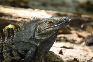 iguana on a rock