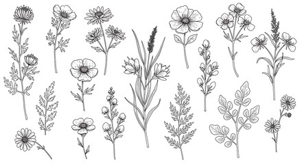 Botanical line art - natural elegance and simplicity - for invitations and social media graphics