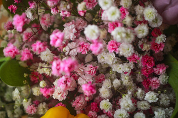 pink and white flowers
