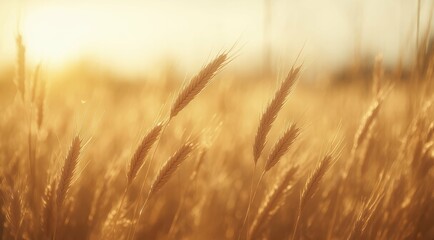 Naklejka premium A serene golden wheat field at sunset.