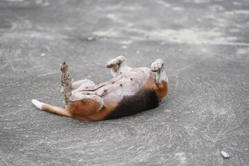 Cute Hound Dog Lying Upside Down on Concrete Pavement Outdoors