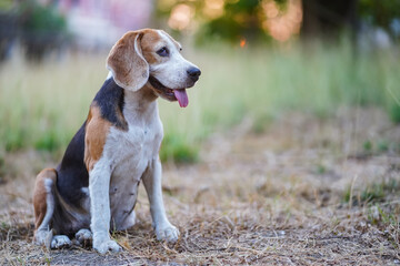 Beagle Dog Sitting in a Field During Early Hours
