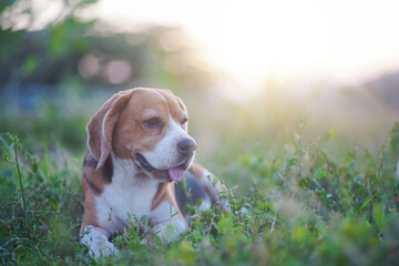 Happy Beagle Relaxing in a Sunlit Green Grass Field Outdoo