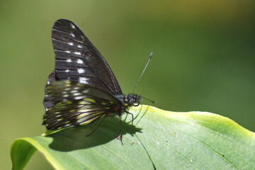 Butterfly with black and white wings on a leaf in Cotacachi, Ecuador