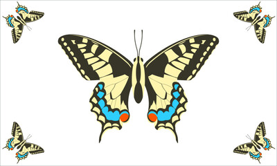 Fototapeta premium Illustration of Swallowtail butterfly (Papilio machaon). French Name : Machaon.