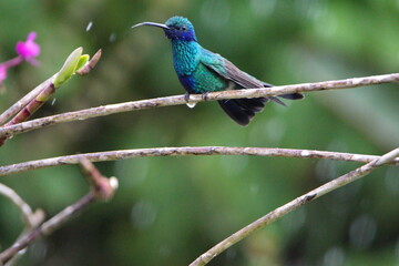Sparkling violetear (Colibri coruscans) hummingbird perched on a stick in an orchid plant, in the rain, in Cotacachi, Ecuador