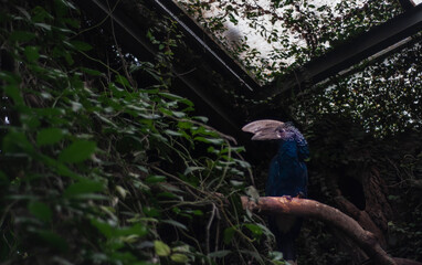 Tropical bird on the branch