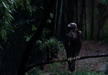 eagle in the forest