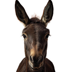 Fototapeta premium Donkey's Direct Gaze: A close-up portrait of a donkey, capturing the animal's inquisitive eyes and gentle demeanor, offering a connection with the viewer