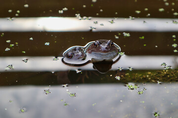 close up of frog head popping out of pond water 