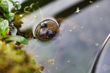 close up of frog head popping out of pond water 