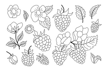 Coloring page featuring various raspberry plants and flowers in detailed outlines for creative activities and relaxation