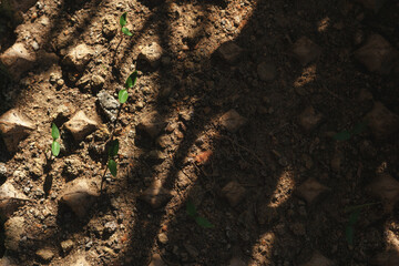 Close-up of a small seedling sprouting from the soil. Symbol of new life, growth, sustainability, and nature. Ideal for eco-friendly themes, agriculture, reforestation, and environmental concepts.
