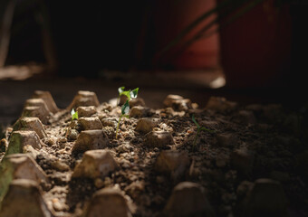 Close-up of a small seedling sprouting from the soil. Symbol of new life, growth, sustainability, and nature. Ideal for eco-friendly themes, agriculture, reforestation, and environmental concepts.