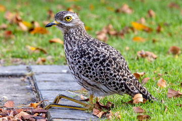  Spotted Thick Knee Bird