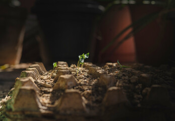 Close-up of a small seedling sprouting from the soil. Symbol of new life, growth, sustainability, and nature. Ideal for eco-friendly themes, agriculture, reforestation, and environmental concepts.