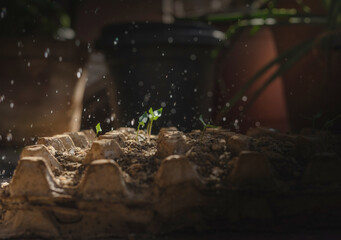 Close-up of a small seedling growing in soil, being watered by hand. Symbol of growth, sustainability, nurturing, and environmental care. Perfect for eco campaigns, agriculture, and nature concepts.