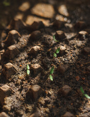 Close-up of a small seedling growing in soil, being watered by hand. Symbol of growth, sustainability, nurturing, and environmental care. Perfect for eco campaigns, agriculture, and nature concepts.