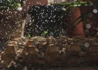 Close-up of a small seedling growing in soil, being watered by hand. Symbol of growth, sustainability, nurturing, and environmental care. Perfect for eco campaigns, agriculture, and nature concepts.