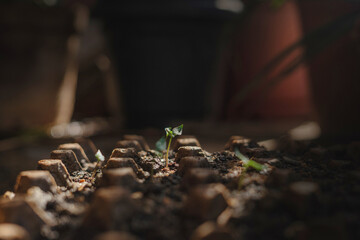Close-up of a small seedling sprouting from the soil. Symbol of new life, growth, sustainability, and nature. Ideal for eco-friendly themes, agriculture, reforestation, and environmental concepts.