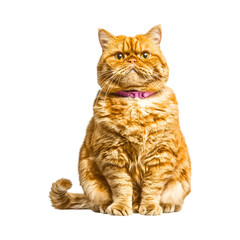Obraz premium Exotic Shorthair Cat Sitting Upright with Tongue Out Isolated on Transparent Background