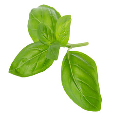 Close up of fresh green basil herb leaves isolated on transparent background. Sweet Genovese basil