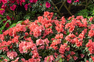 Azalea bud flower. Rhododendron plant in garden. Floral background. Salmon color flowers