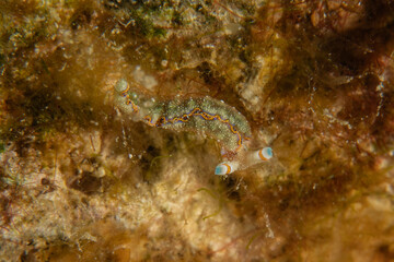 Nudibranch Sea Slug in the Red Sea Colorful and beautiful, Eilat Israel
