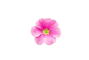 pink primrose isolated on white background. 