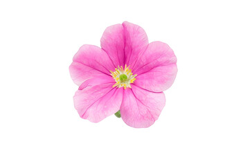 Fototapeta premium pink primrose isolated on white background. 