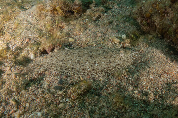 Fish swimming in the Red Sea, colorful fish, Eilat,  Israel
