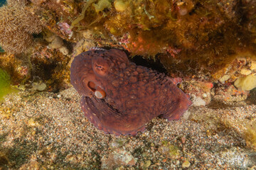 Octopus king of camouflage in the Red Sea, Eilat Israel 
